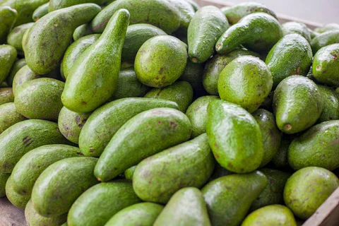 AVOCADO FL #2