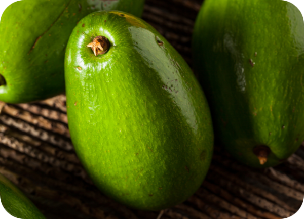 AVOCADO D.R. #1