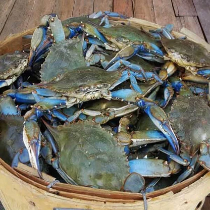 BLUE CRAB NICARAGUA 16 LB