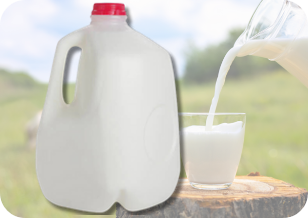 MILK WHOLE 1 GAL