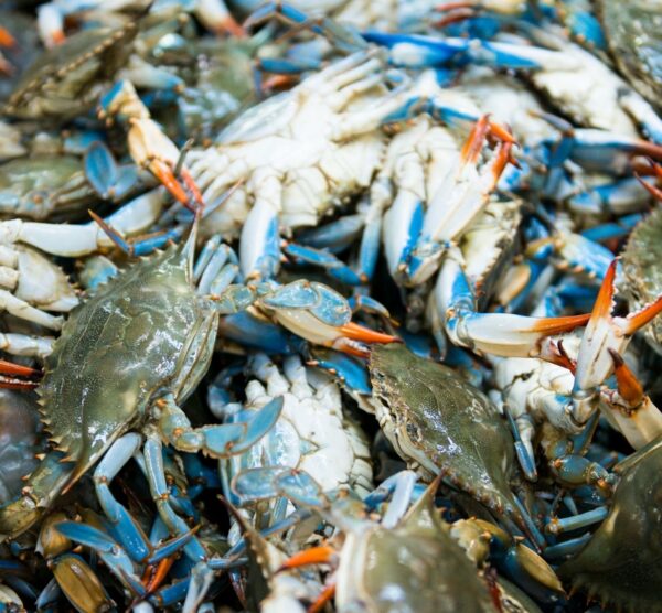 BLUE CRAB MEXICO 20 LB